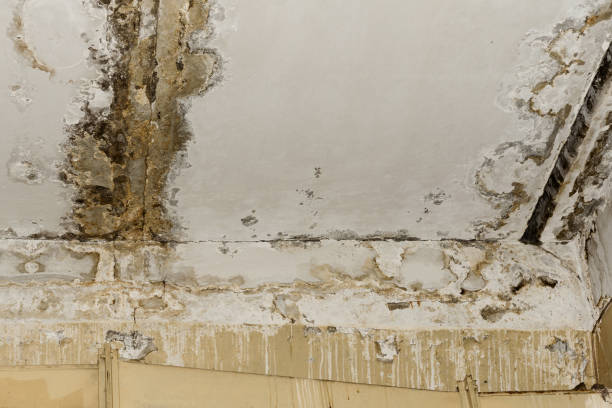 Why You Should Choose Our Mold Remediation Services in Amity Gardens, PA